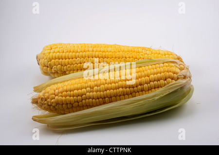 Fresh corn cobs on white background Stock Photo