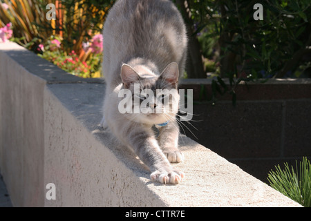 This is an image of a house cat stretching. Stock Photo
