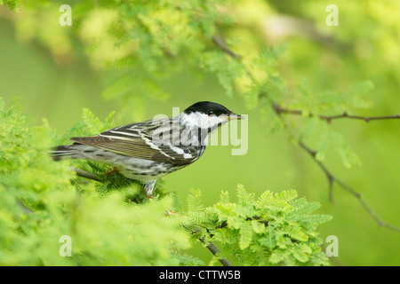 Blackpoll Warbler Dendroica striata South Padre Island Texas. USA BI022327 Stock Photo