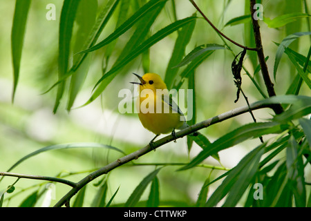 Prothonotary Warbler - male singing Protonotaria citrea Brazos Bend State Park Texas. USA BI022426 Stock Photo