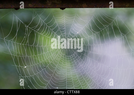 Dew drops on a spider's web in the early morning mist. Stock Photo