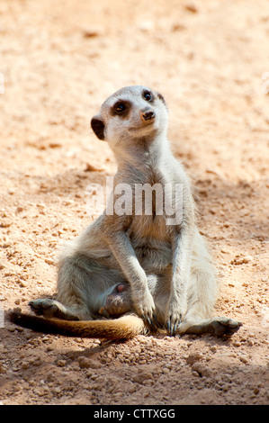 A sitting meerkat (Suricata suricatta) Stock Photo