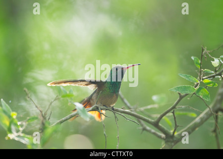 Buff-bellied Hummingbird Amazilia yucatanensis Sabal Palm Sanctuary Texas, USA BI022857 Stock Photo