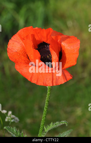 Colorful red poppies in a large grain crop field Stock Photo - Alamy