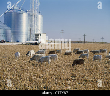 CALF HERD IN CORN STUBBLE / KANSAS Stock Photo