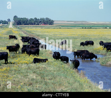 Herd of Black Angus cows and calves in green pasture, Santa Barbara ...
