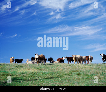 BULL, COWS AND CALVES / MISSOURI Stock Photo