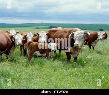 HEREFORD COWS, CALVES AND BULL / OKLAHOMA Stock Photo