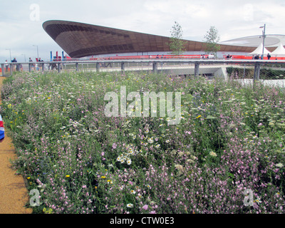 WILD FLOWERS in front of the Velodrome at Olympic Park, Streatham, London in July 2012. Photo Tony Gale Stock Photo
