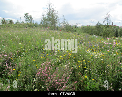WILD FLOWERS at Olympic Park, Streatham, London in July 2012. Photo Tony Gale Stock Photo