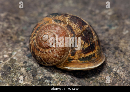 Garden Snail Helix aspersa Shell Stock Photo