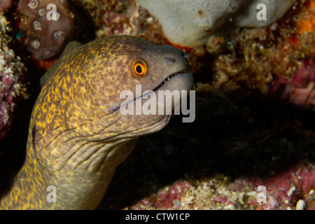 Yellow-margined Moray Eel (Gymnothorax flavimarginatus) Mabul, Borneo, Malaysia Stock Photo