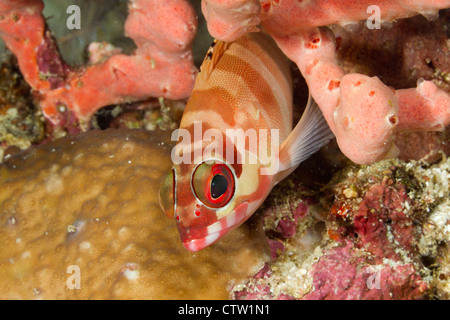 Blacktip grouper - Epinephelus fasciatus, Mabul, Malaysia, Borneo Stock Photo