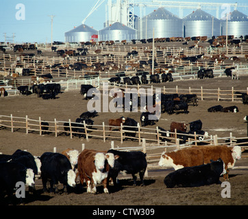 COMMERCIAL FEEDLOT WITH 900 - 1000 LB STEERS / KANSAS Stock Photo