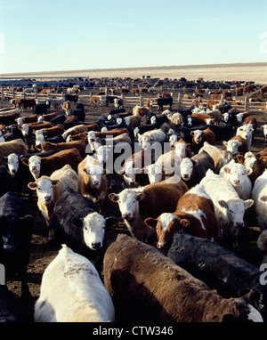 VARIOUS BREEDS OF STEERS IN FARMYARD, 900-1000 LB. / KANSAS Stock Photo