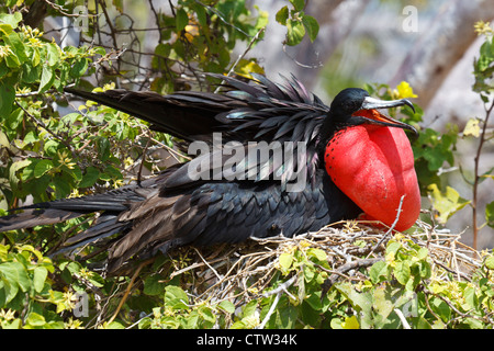 A male Magnificent Frigatebird (Fregata magnificent) displays his red sack while sitting on a nest Galapagos Islands National Park, North Seymour Island, Galapagos, Ecuador Stock Photo