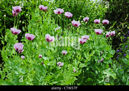 Opium poppy Papaver somniferum flowering in garden. Stock Photo