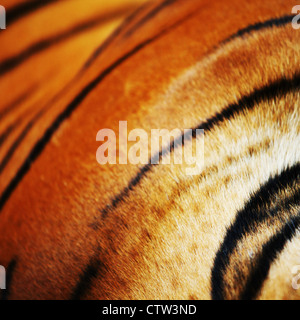 close up tiger in zoo Stock Photo