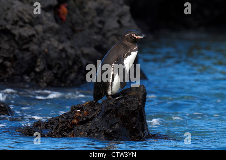 Galapagos Penguin (Spheniscus mendiculus) standing along lava rocks on a shore, Galapagos Islands National Park, Isabela Island, Galapagos, Ecuador Stock Photo