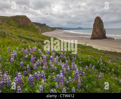 Cape Blanco State Park, Oregon: Hillside of lupine and single seastack on the beach under stormy skies Stock Photo