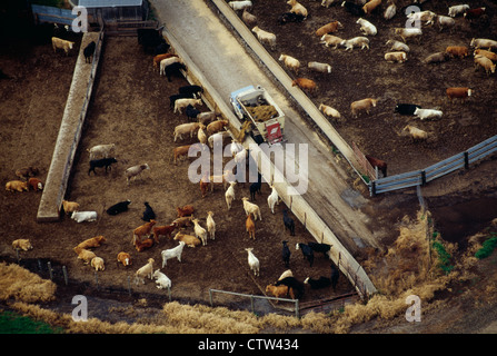 AERIAL VIEW OF BEEF CATTLE BEING FED SILAGE IN CONFINED LOT / IOWA Stock Photo