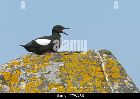 Black guillemot or 'tystie' (Cepphus grylle) adult in summer plumage. Shetland Isles. June. Stock Photo