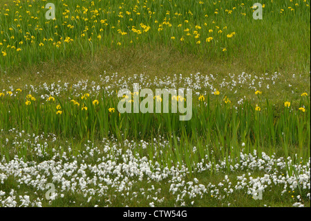Wet meadow on the isle of Yell, Shetland, with bog cotton (Eriophorum angustifolium) and yellow iris (Iris pseudacorus). Stock Photo