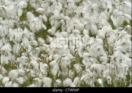 Cotton grass (Erophorum angustifolium) in peat bog on isle of Yell, Shetland Isles. June 2011. Stock Photo