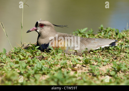 Southern Lapwing from up close Stock Photo