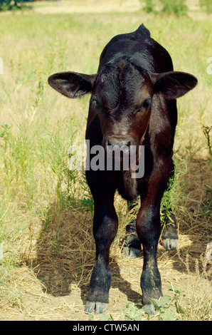 Black angus calf standing in grass on summer day Stock Photo - Alamy
