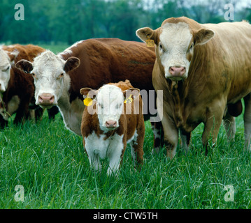 COW, BULL AND CALF / MISSOURI Stock Photo