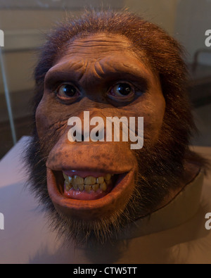 A Reconstruction of Australopithecus Africanus Stock Photo - Alamy