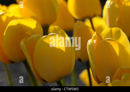 Yellow tulips in full bloom. The tulip is a perennial, bulbous plant with showy flowers in the genus Tulipa. Stock Photo