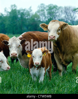 COW, BULL AND CALF / MISSOURI Stock Photo