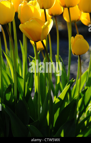 Yellow tulips in full bloom. The tulip is a perennial, bulbous plant with showy flowers in the genus Tulipa. Stock Photo
