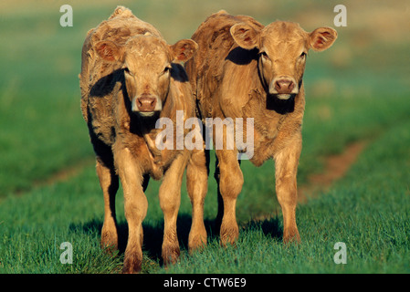 PAIR OF EXCELLENT RED ANGUS X CHAROLAIS CROSSBRED CALVES / SOUTH DAKOTA Stock Photo