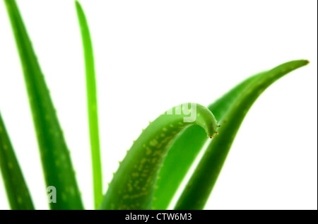 Abstract close up of Aloe Vera stems or leaves with shallow focus isolated on white background. Stock Photo