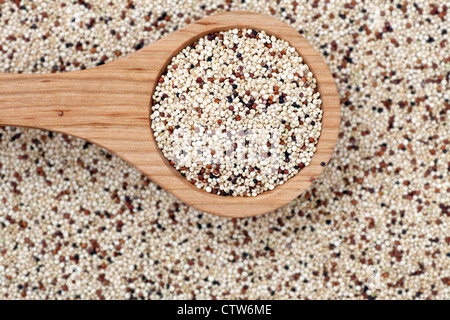 Mixed quinoa seeds with a wooden spoon. Stock Photo