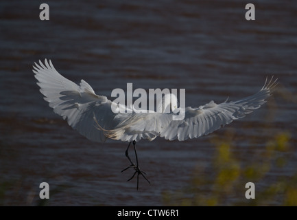 Egret floating into a landing Stock Photo