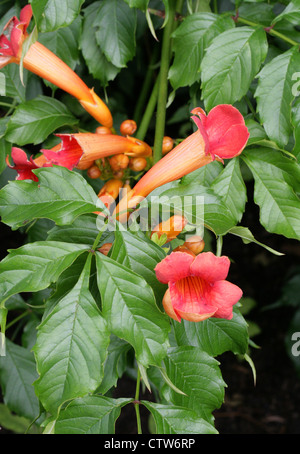 Trumpet Vine or Trumpet Creeper, Campsis radicans, Bignoniaceae. Southeastern USA, North America. Stock Photo