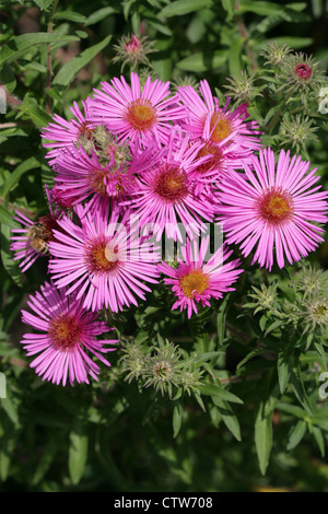 New England Aster, Aster novae-angliae 'Harrington's Pink', Asteraceae. Stock Photo
