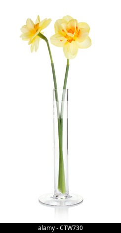 Yellow daffodils in vase. Isolated on white background Stock Photo