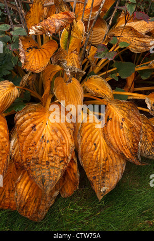 Autumn colour - Golden yellow Hosta plant leaves Stock Photo