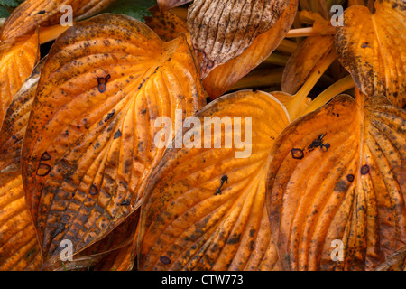 Autumn colour - Golden yellow Hosta plant leaves Stock Photo