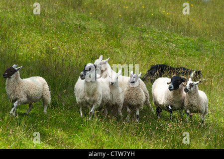 Sheep herding on the edge of the village of Carrick in south Donegal, Republic of Ireland. Stock Photo