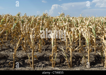 Some corn crops in Kansas have failed entirely during this year's drought. Stock Photo