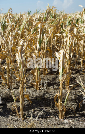 Some corn crops in Kansas have failed entirely during this year's drought. Stock Photo