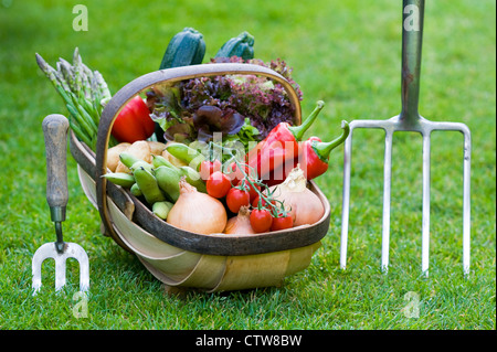 freshly harvested home grown british vegetables in a traditional sussex wooden trug with hand fork and a garden fork on a lawn Stock Photo