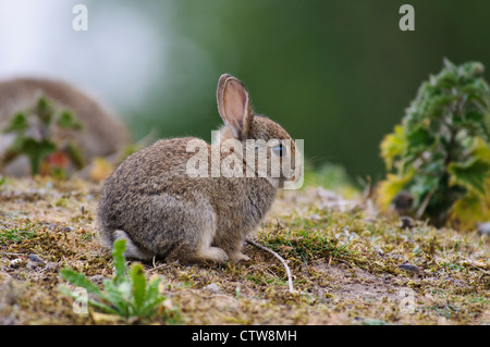 A young rabbit kit (Oryctolagus cuniculus) sitting on a grassy bank at RSPB Minsmere, Suffolk. May. Stock Photo