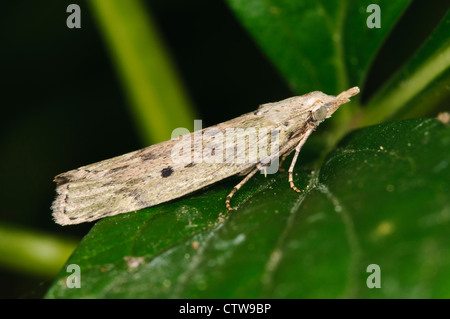 A bee moth (Aphomia sociella) perched on a leaf in a garden in Belvedere, Kent. May. Stock Photo